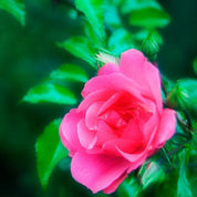 Rose Otto Essential Oil