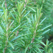 Rosemary Essential Oil