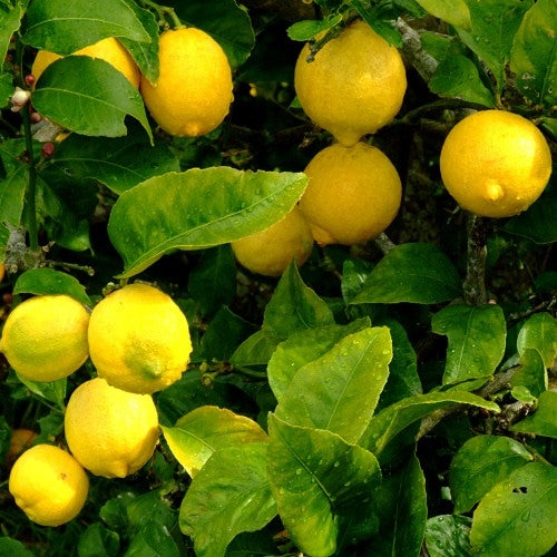 Lemon Essential Oil