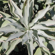 White Sage Essential Oil