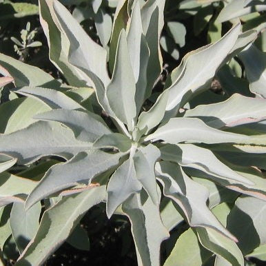 white-sage.jpg